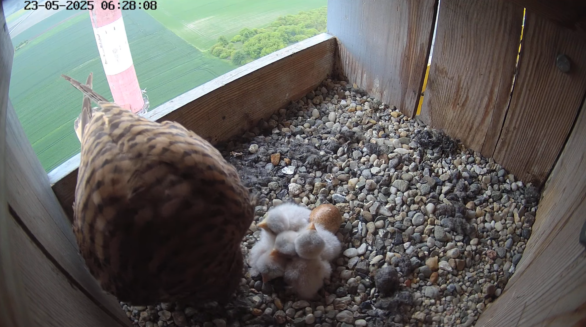 Wyklucie piskląt 22 maja 2025